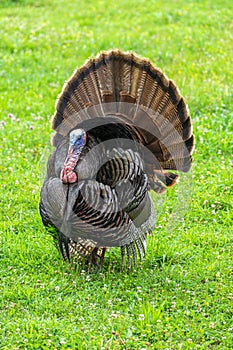 Smoky Mountain Turkey