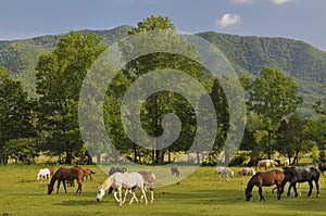 Smoky Mountains Cades Cove in Late Spring