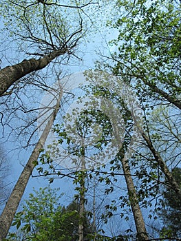 Smoky Mountains Tree Canopy