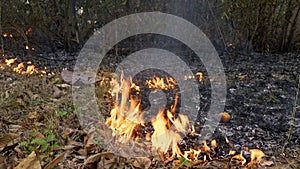 Smoky Peril: Ground Fire in the Forest during the Dry Season Pollutes the Air, as Flames Ignite Jungle Grasses and Fire