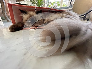 Smoky shade furry Persian Cat on marble floor