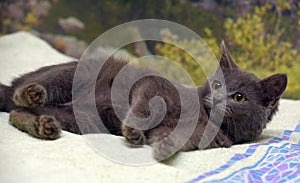 Smoky shorthair kitten russian blue photo