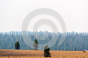 Smoky Trees Brown Field