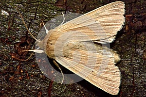 Smoky wainscot moth (Mythimna impura)