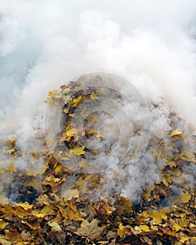 Smoldering Leaves