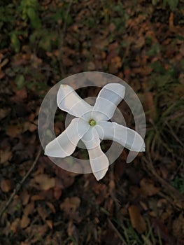 Smoll and unique white flower