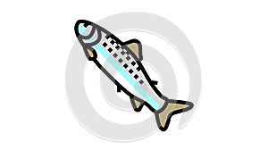 smolt salmon color icon animation