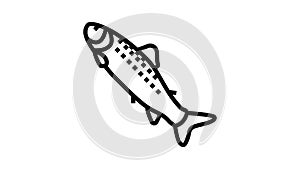 smolt salmon line icon animation