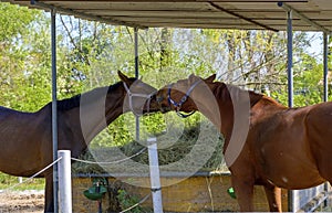 Smooching brown horses