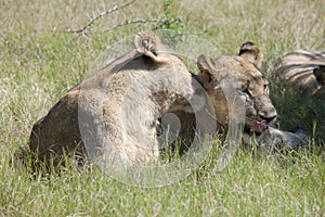 Smooching lions lying in grass of Okavango Delta, Botswana, Africa photo