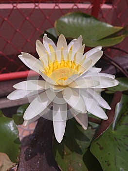 Smoot lotus photo