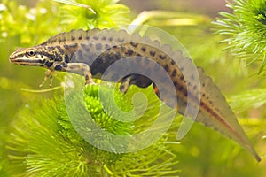 Smoot newt on plant