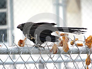 Smooth-Biled-Ani riding a chain link fence