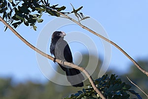 Smooth-billed Ani