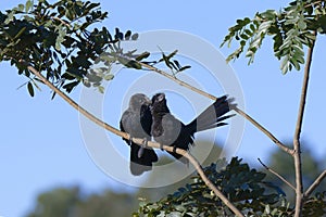 Smooth-billed Ani