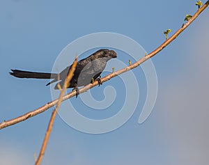 Smooth-billed Ani