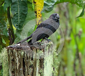 Smooth billed ani