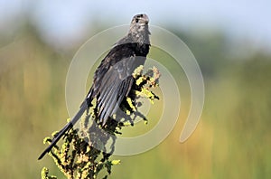 Smooth-billed ani