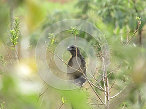 Smooth-billed ani bird