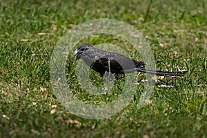 Smooth-billed Ani bird