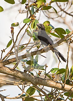 Smooth-billed Ani on branch