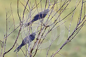 Smooth-billed Ani Crotophaga ani