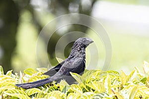 Smooth-billed Ani (Crotophaga ani