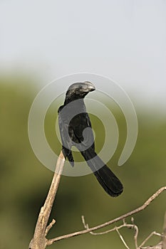 Smooth-billed ani, Crotophaga ani