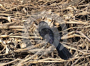 Smooth-billed Ani (Crotophaga ani) in Brazil