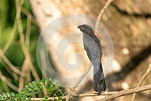 Smooth-billed Ani Crotophaga ani in Costa Rica