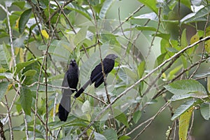 Smooth-billed Ani Crotophaga ani in Equador