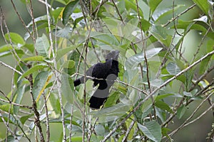 Smooth-billed Ani Crotophaga ani in Equador