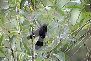 Smooth-billed Ani Crotophaga ani in Equador