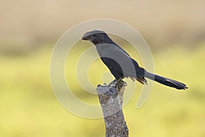 Smooth-billed Ani (Crotophaga ani) perched on a fence post