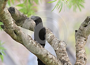 Smooth-Billed Ani, Crotophaga ani perched in a tree