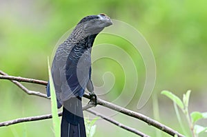 Smooth-billed Ani Crotophaga ani perched on a tree branch