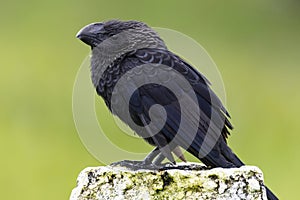 Smooth-billed Ani (Crotophaga ani) standing