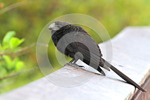 Smooth-billed Ani (Crotophagai)