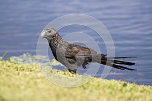 Smooth billed ani from Grand Cayman Island