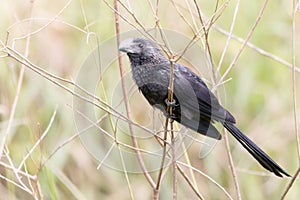 Smooth-billed Ani