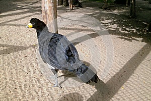 Smooth-billed curassow