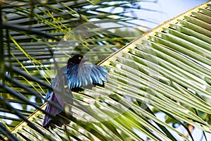 Smooth-billed Greater Ani