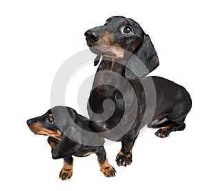 Smooth black and tan dachshund with its two-month puppy on white background