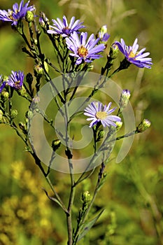 Smooth Blue Aster  602177 photo