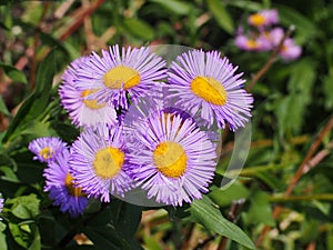 Smooth Blue Aster Or Symphyotrichum Laeve.