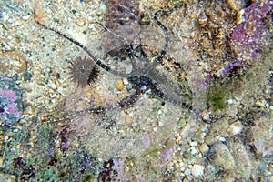 Smooth Brittle Star - Ophioderma longicauda photo