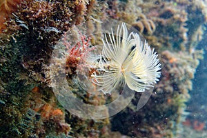 Smooth calcareous tube-worm - Protula tubularia - Mediterranean Sea, France