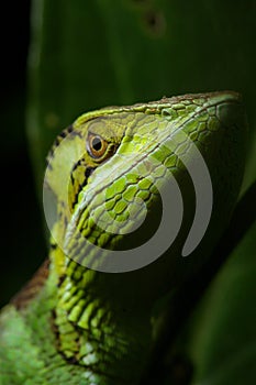 Smooth casque headed Basilisk 1 photo