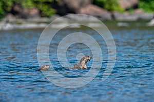 Smooth-coated otter or Lutrogale pers family playing in blue water of ramganga river at jim corbett national park, india