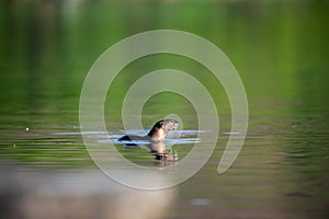 Smooth coated otter or Lutrogale pers mirror image playing in green calm water of ramganga river at jim corbett national park